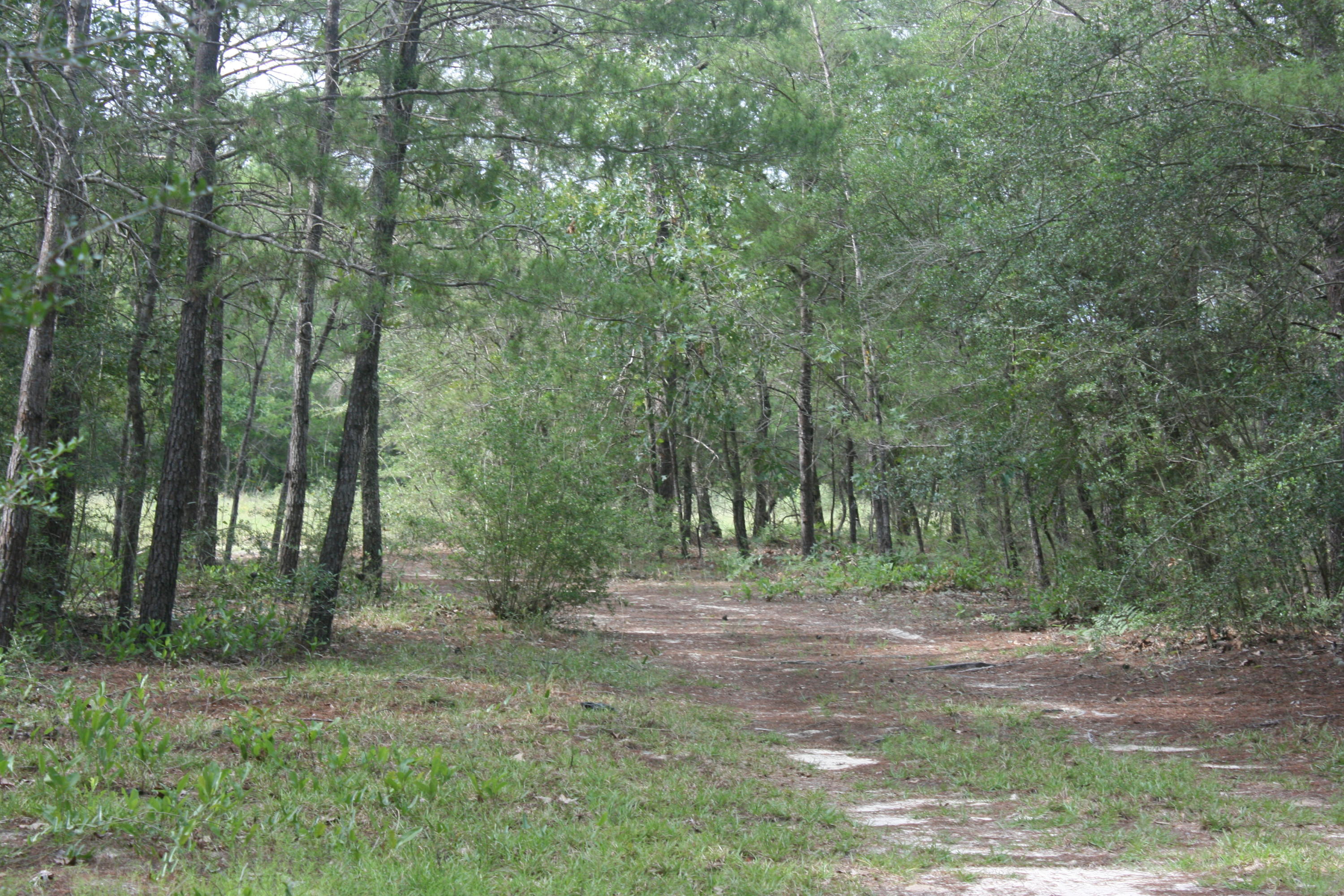 NONESUCH WAY - Residential