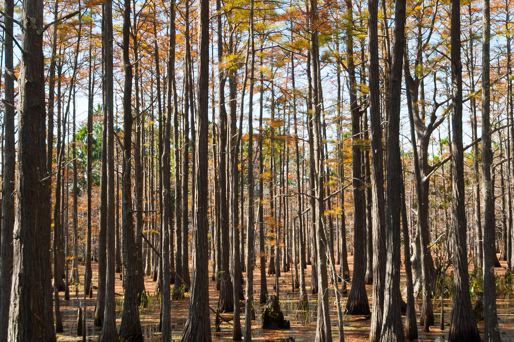 CYPRESS DUNES - Land