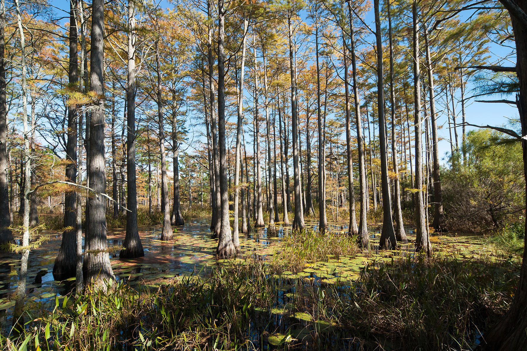 CYPRESS DUNES - Land