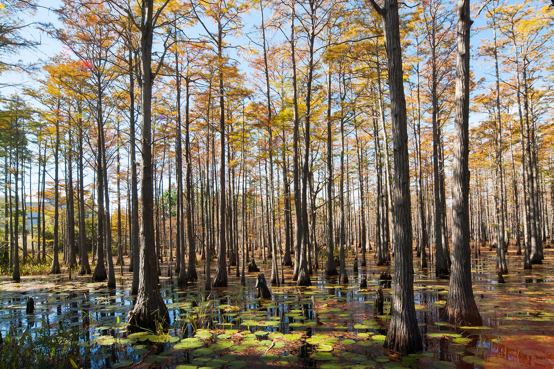 CYPRESS DUNES - Land
