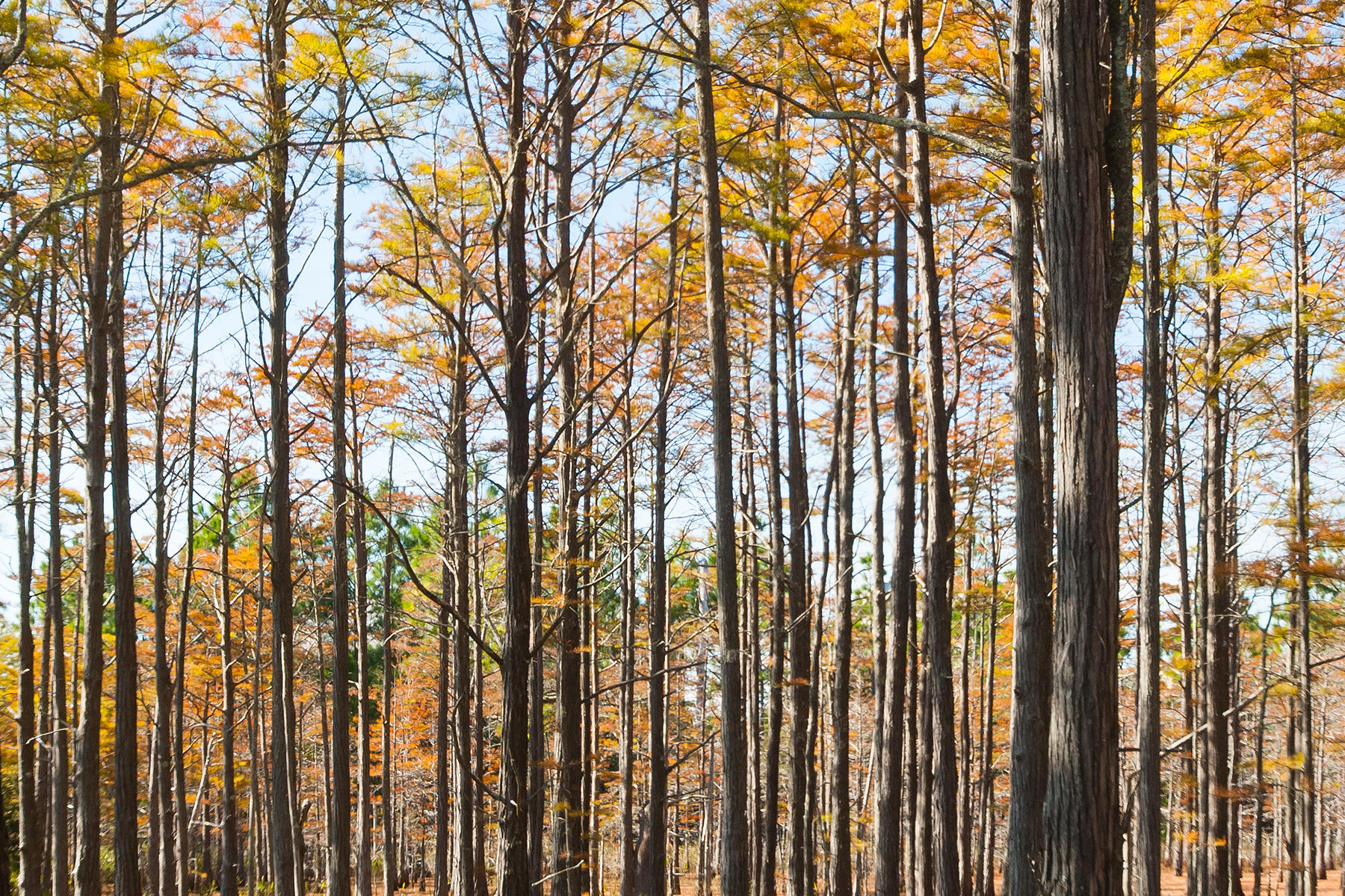 CYPRESS DUNES - Land