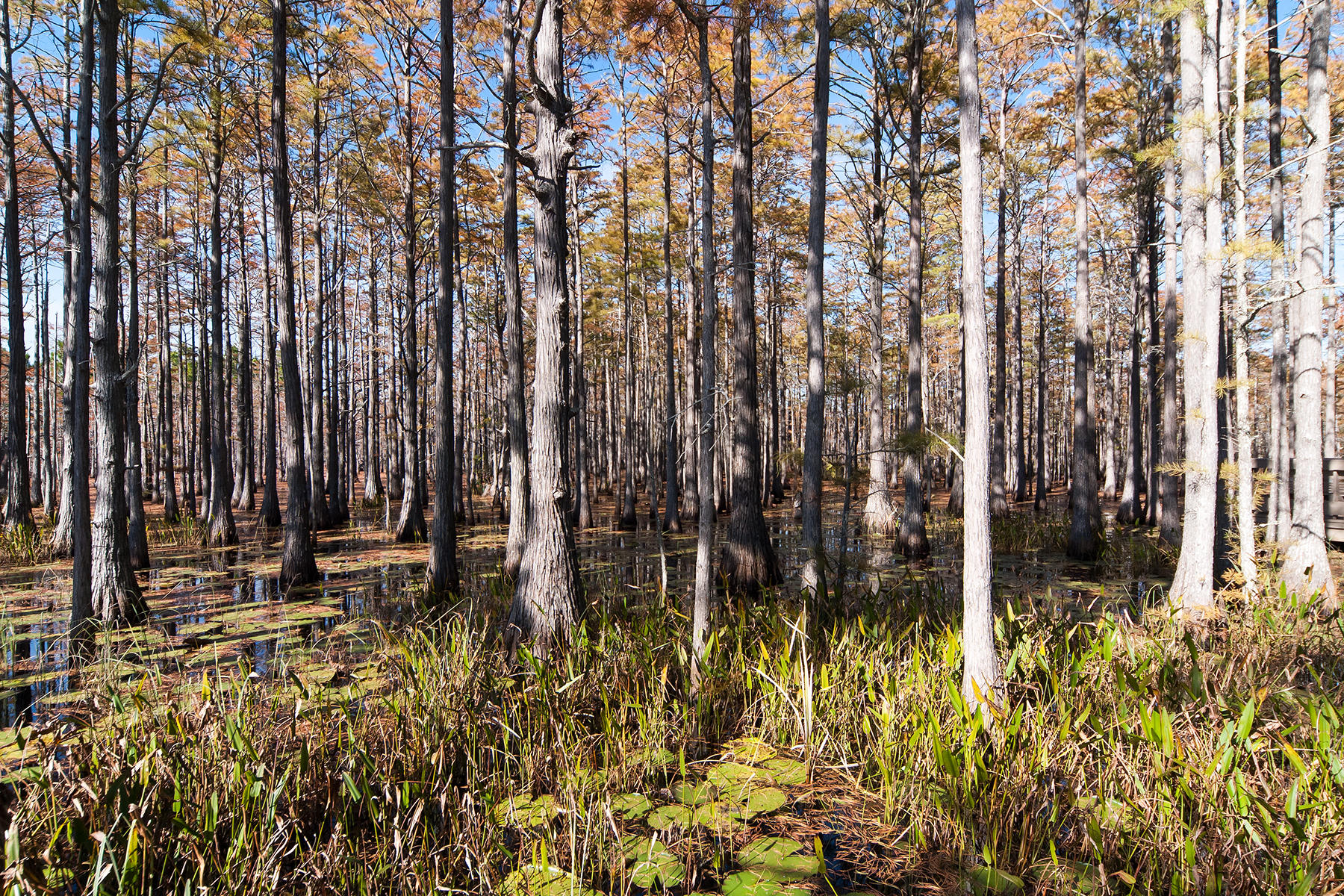 CYPRESS DUNES - Land