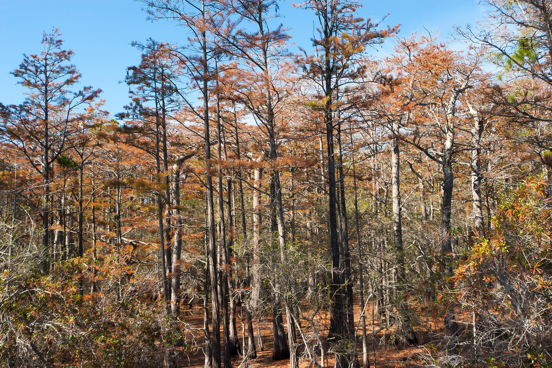 CYPRESS DUNES - Land