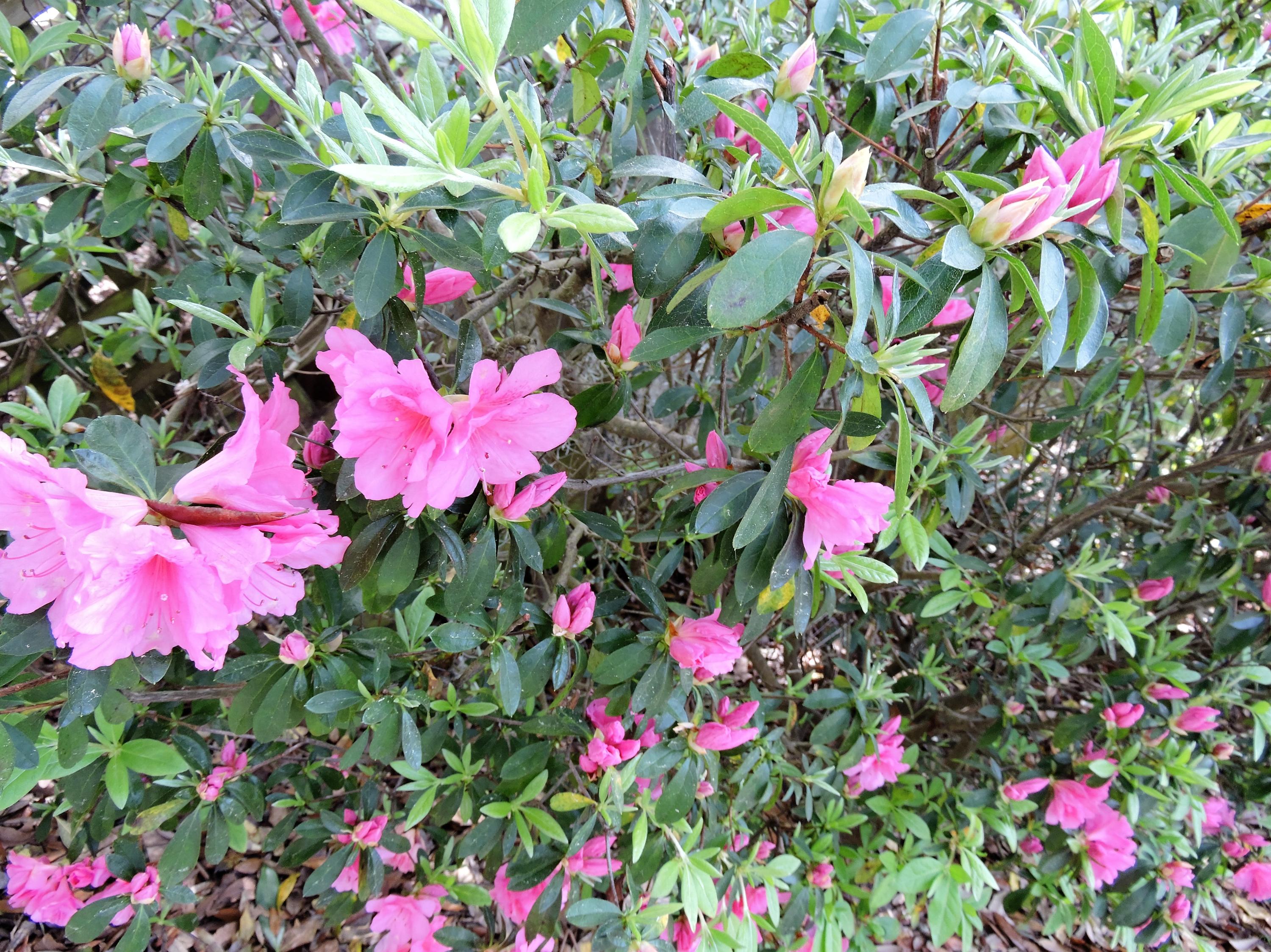 LAKE PIPPIN - Residential