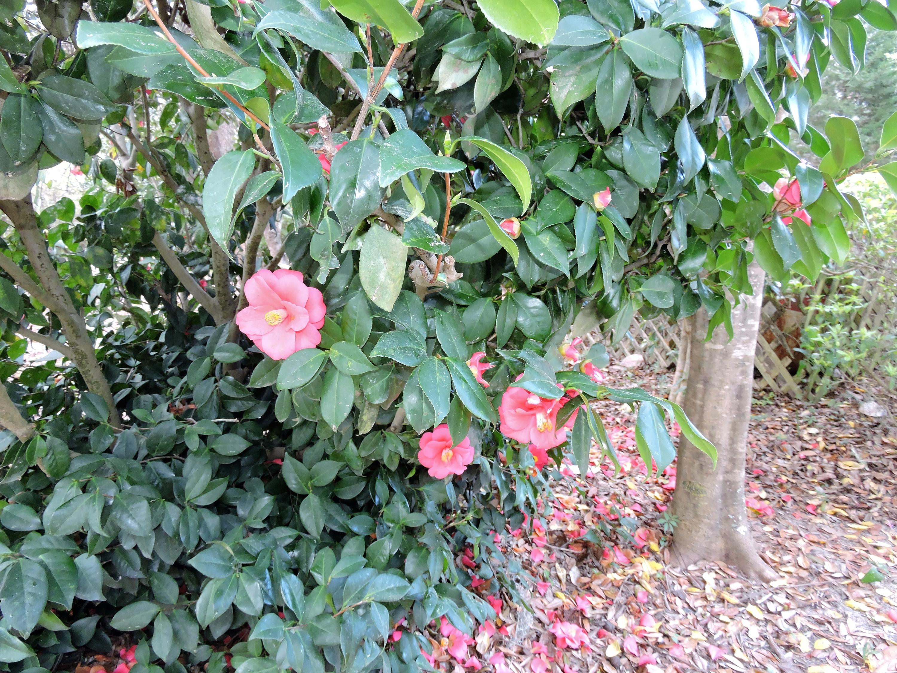 LAKE PIPPIN - Residential