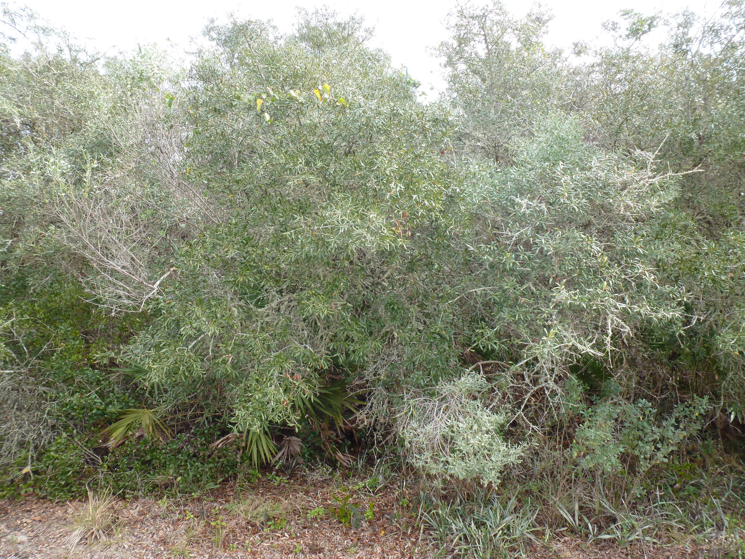 SEACREST EAST - Land