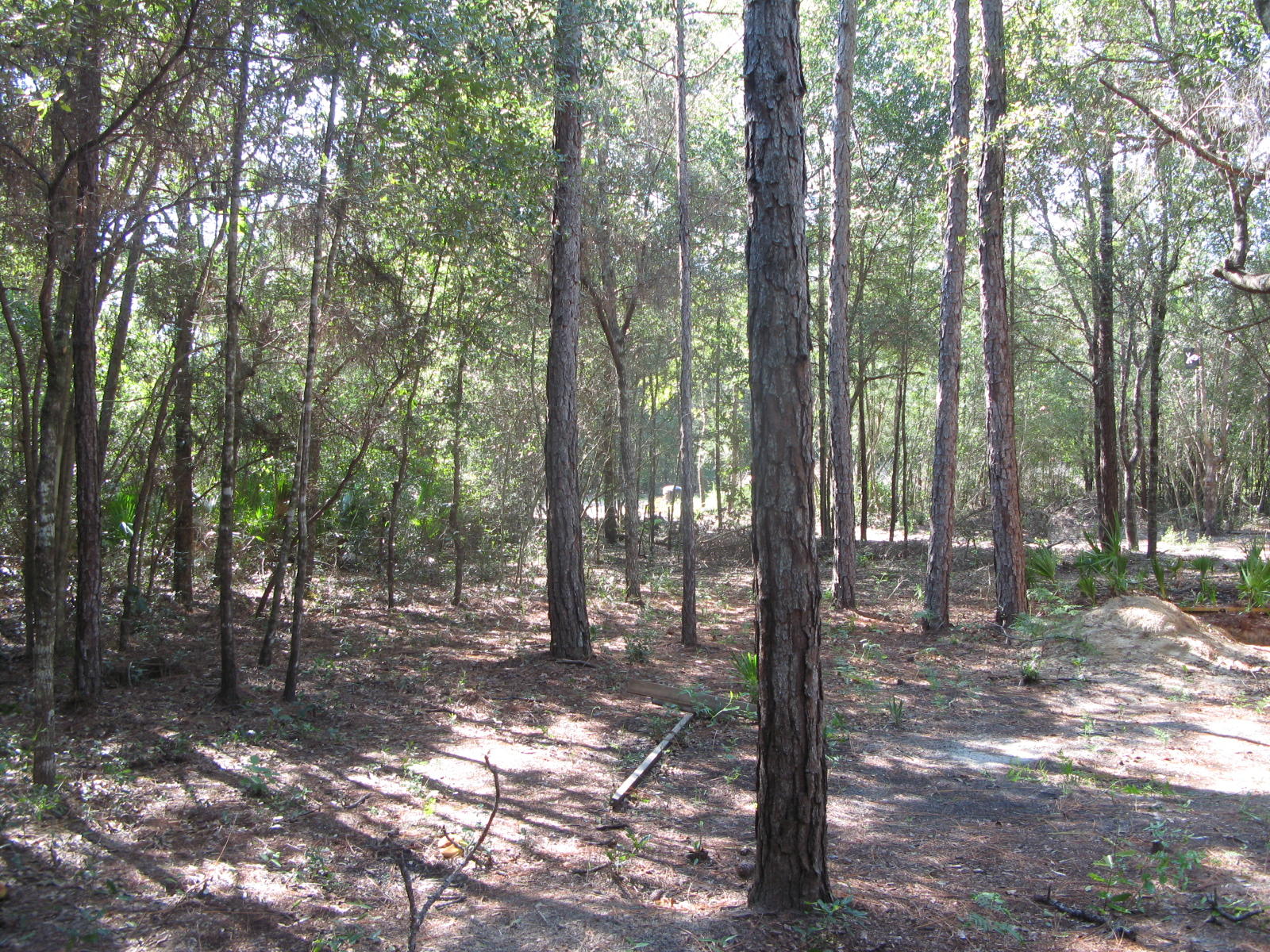 Lot is at the SEC of Rene Rd. and Shorey Dr. Lot has water meter and tap paid. Wooded with small area has been thinned. Owners are licensed Florida Real Estate agents. Owners would seller finance.