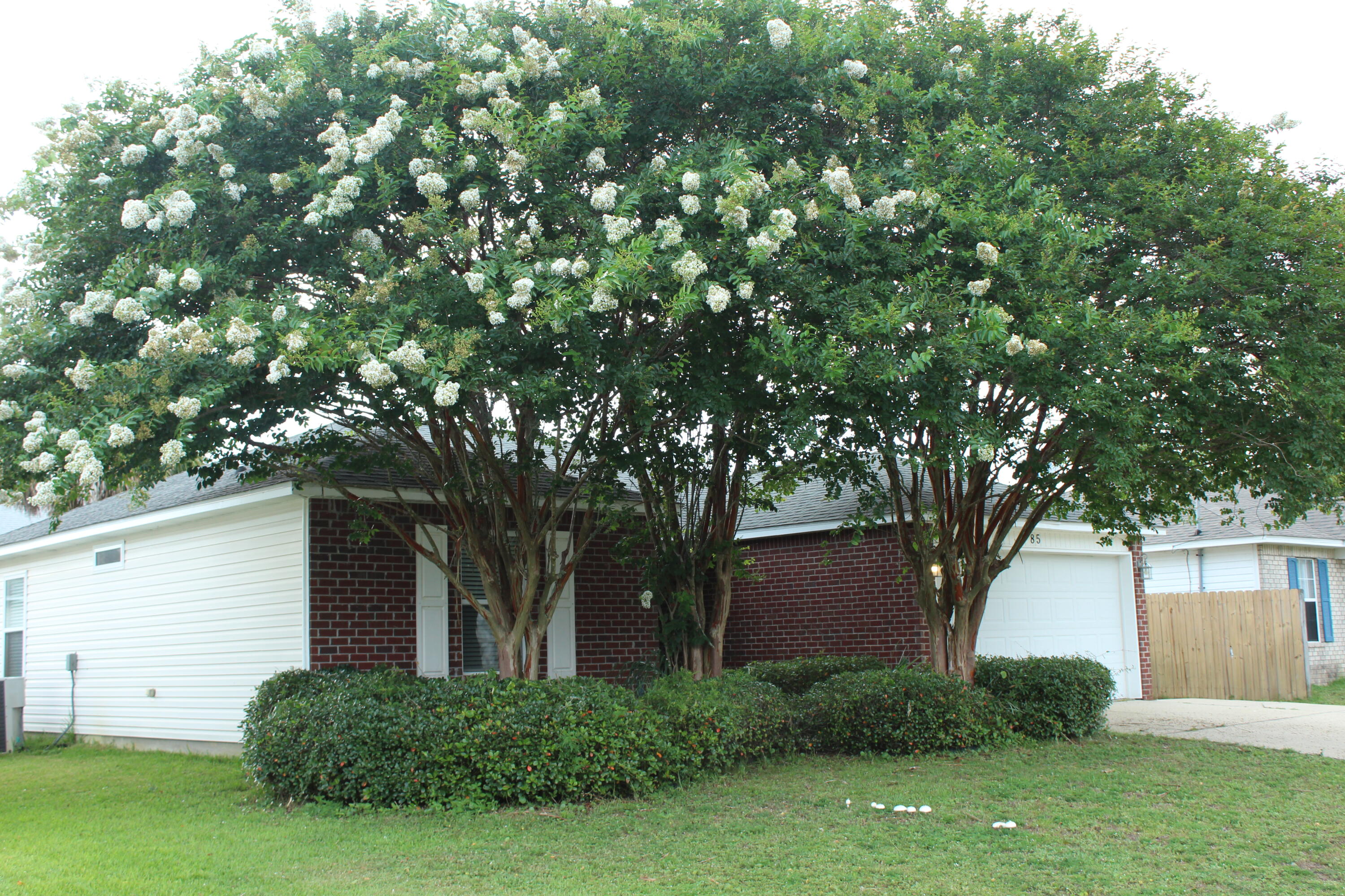 VICTORIA PARK - Residential