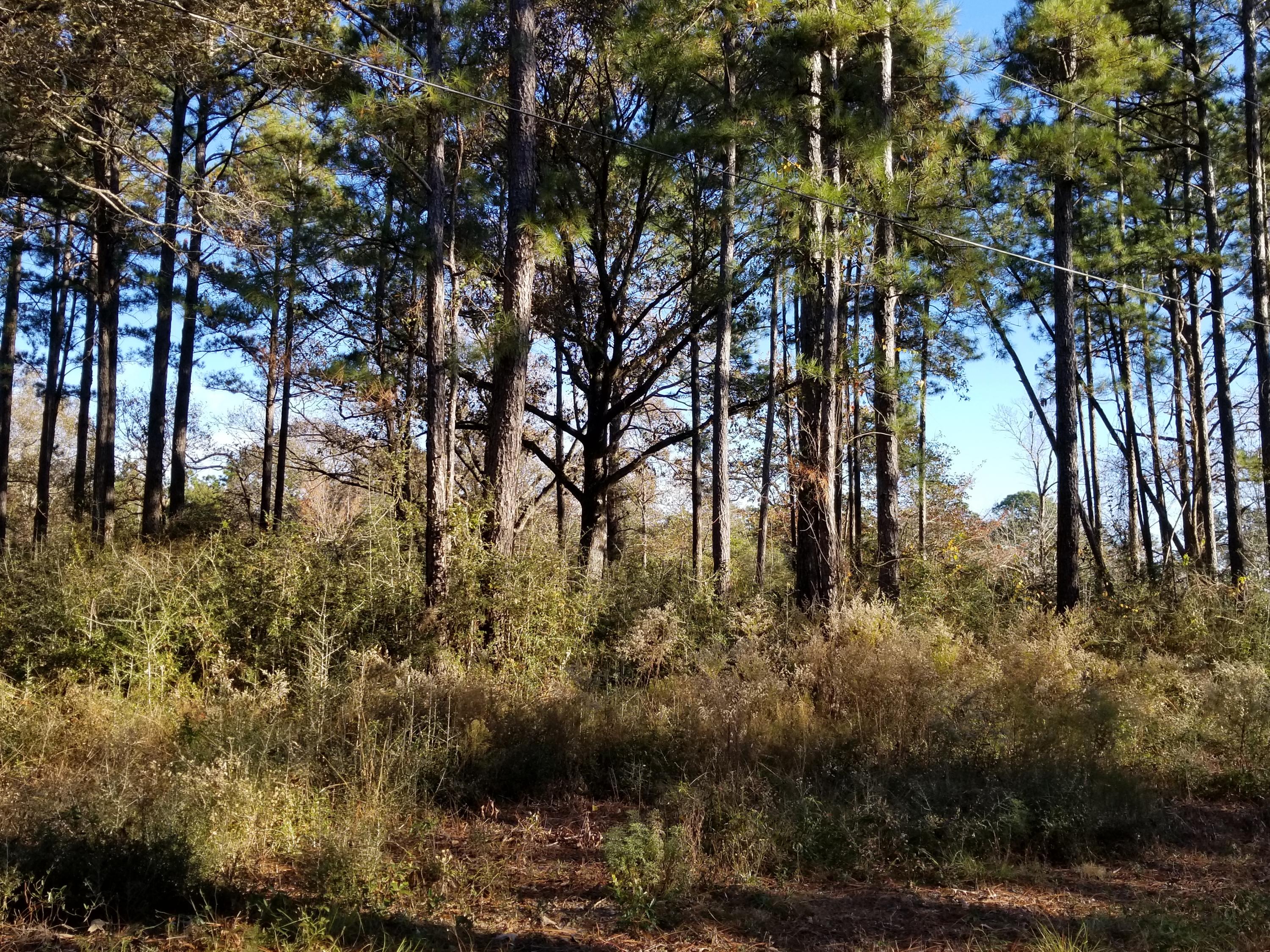 Great building lot with mature trees that the buyer can select to go or remain. Plenty of privacy. Close to Garden City Rd for easy access to town but away from the hustle and bustle.