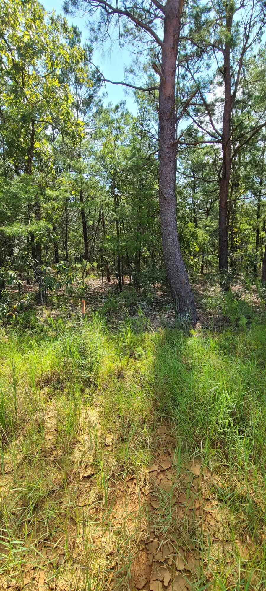 Cherry HIll (Unrecorded) - Land