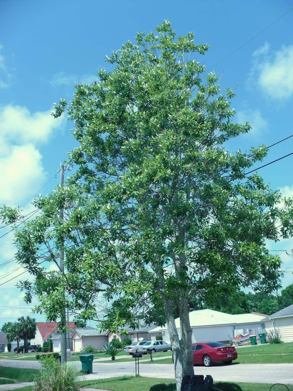 CARDINAL ESTATES - Residential