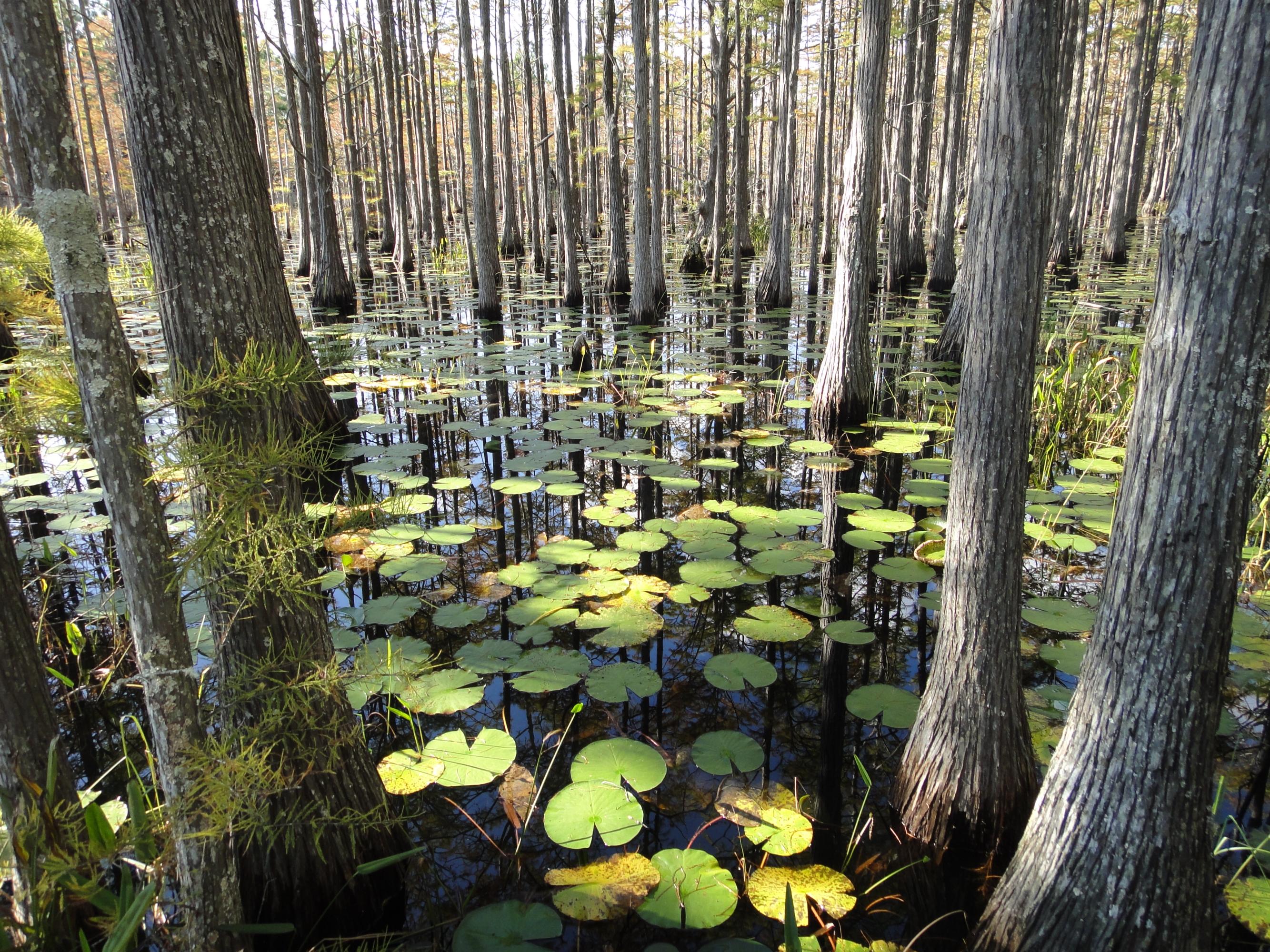 Cypress Dunes - Land