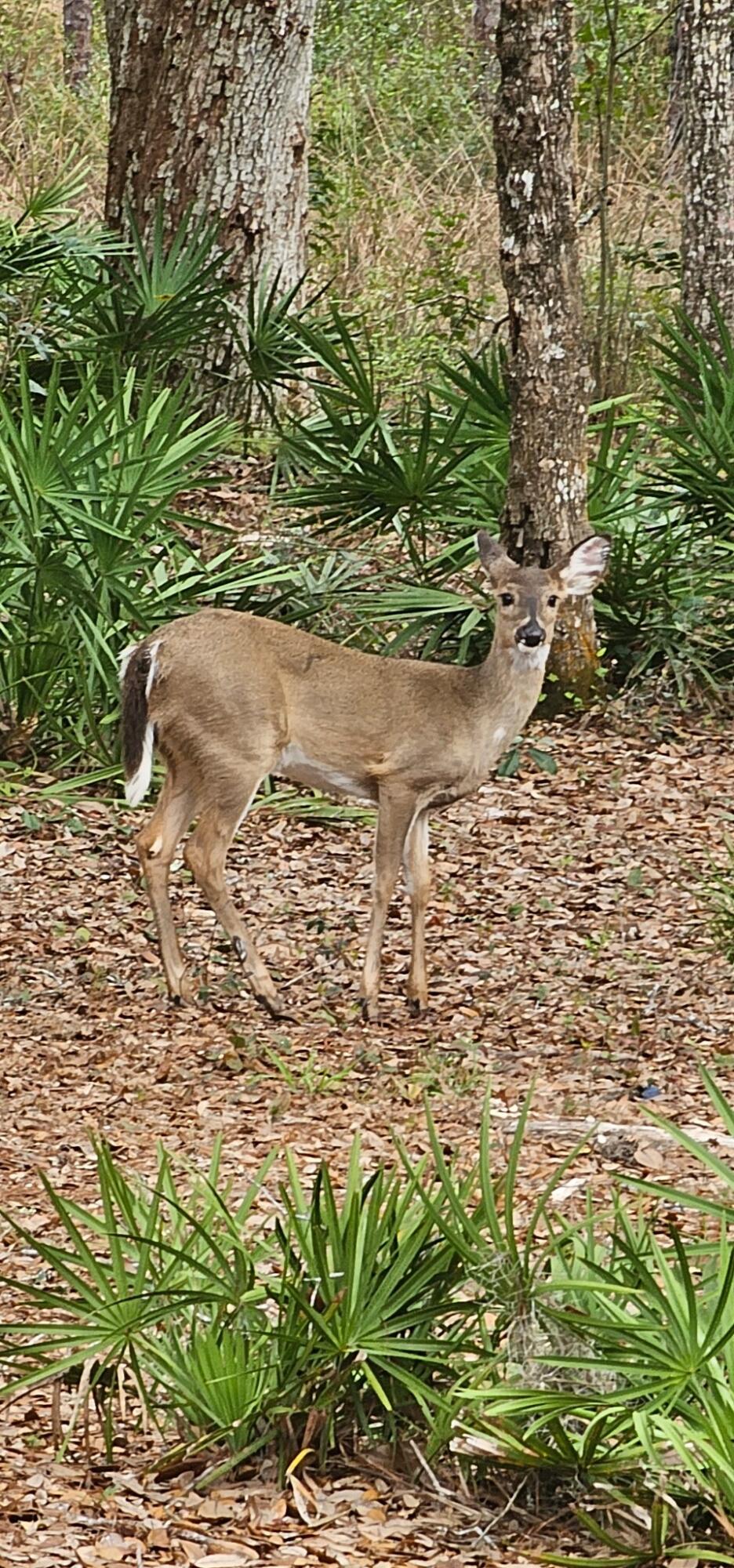 The Oaks Unrecorded - Residential