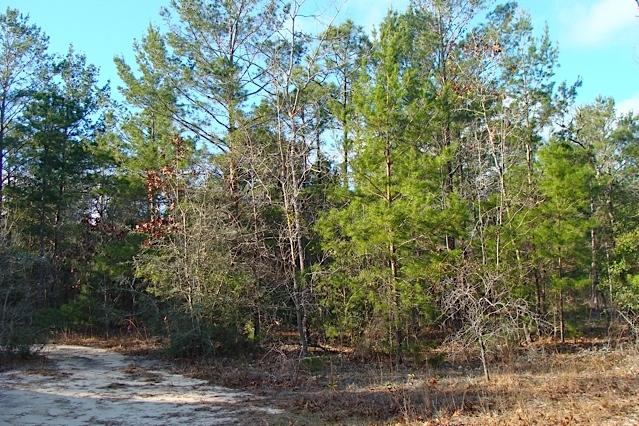 RUSTLING PINES - Land