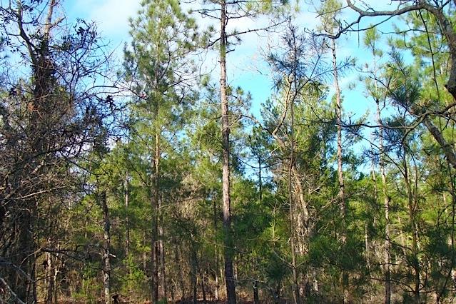 RUSTLING PINES - Land