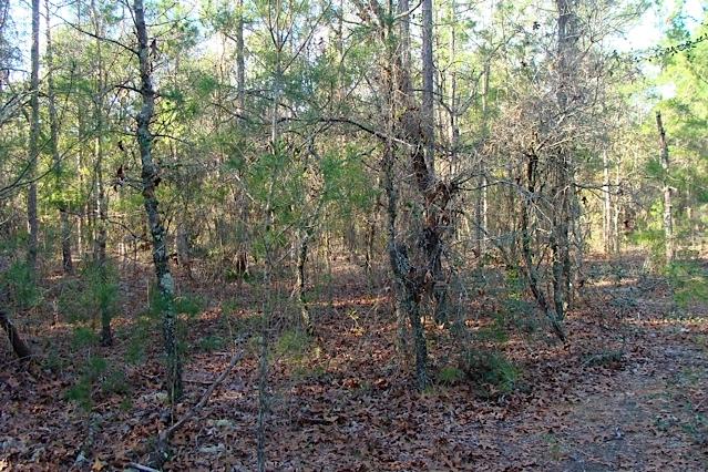 RUSTLING PINES - Land