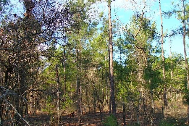 RUSTLING PINES - Land