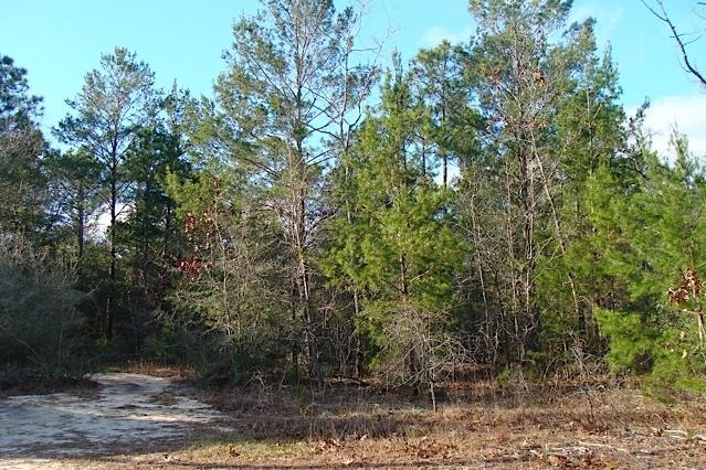 RUSTLING PINES - Land