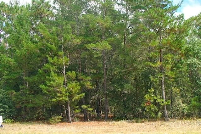 RUSTLING PINES - Land