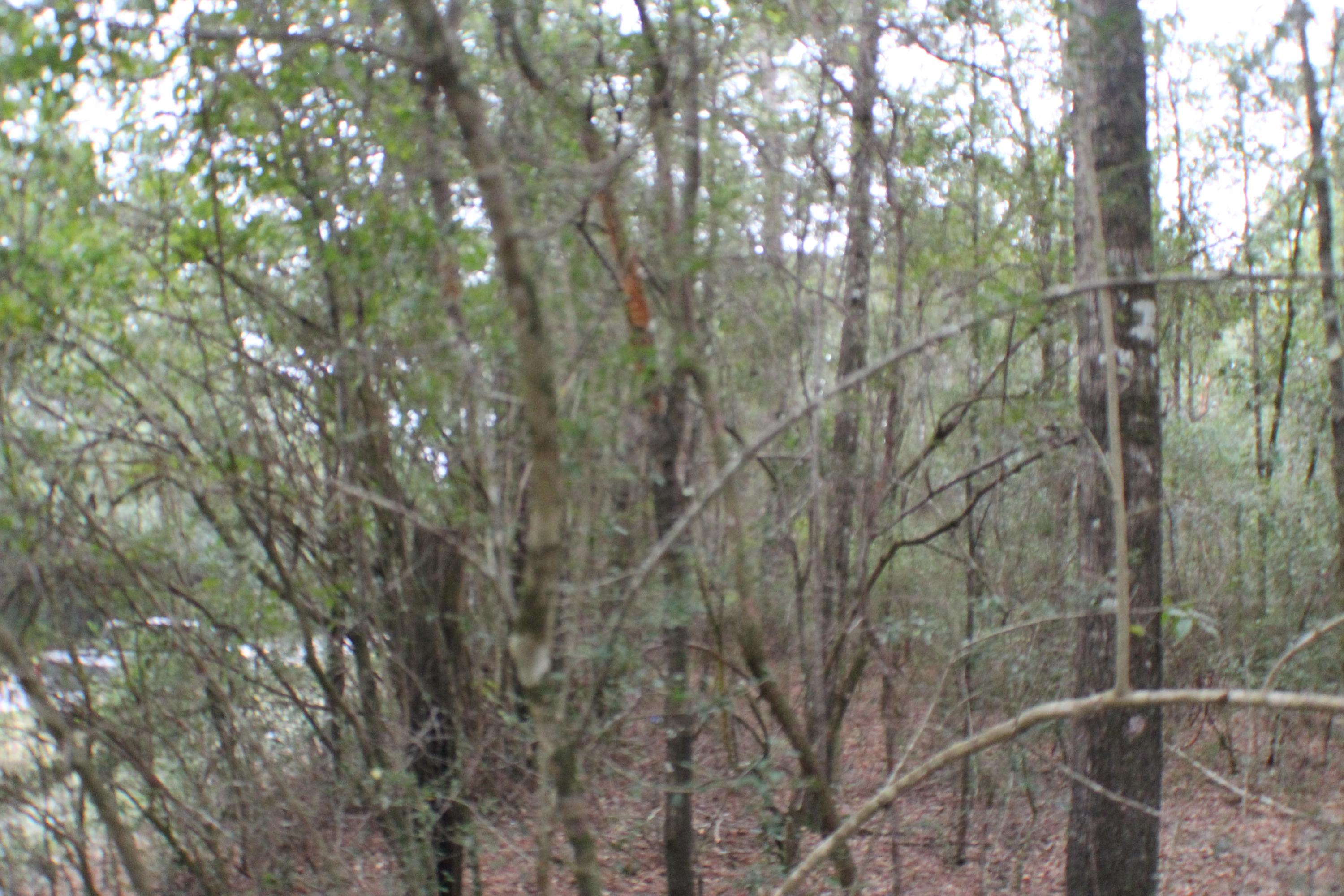 Metes and Bounds - Land