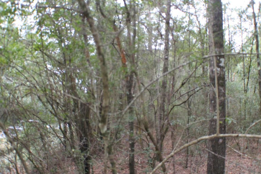 Beautiful Home site with mature trees on a paved road! This parcel is just north of 90 in the Baker Milligan area! Quick drive to Crestview shopping or down PJ Adams to the Army and Air Force Bases!The county GIS attached shows its well out of the flood zone. ATTENTION DEVELOPERS! The County may allow a minor division of land for up to 7 home sites! Bring your house plans!