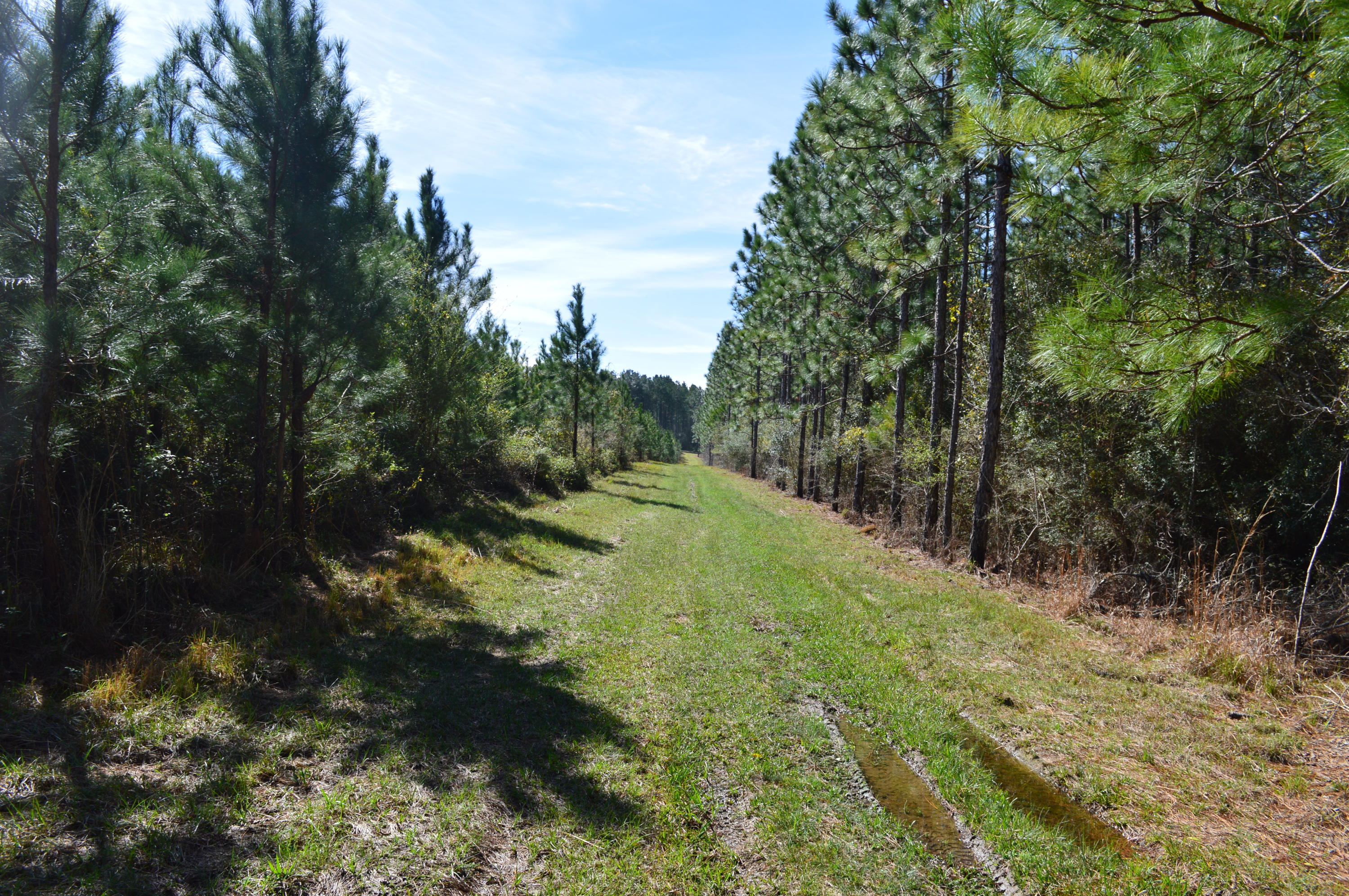 Beautiful tract of land located just outside of Paxton in North Walton county. Property has timber, water features, 100 ac. of Long Leaf pines has a Pine Straw Contract that pays 100.00 per acre per year. The tract is loaded with deer and turkey, excellent hunting while your timber investment GROWS!!!!!!!