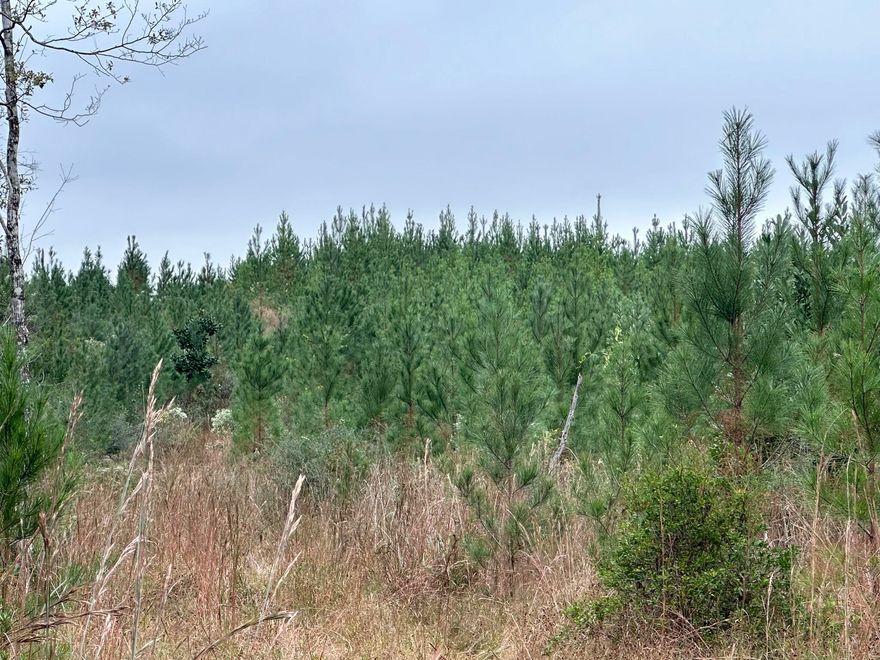 10 AC +/- Parcel D on Millside Road in Northwest Florida offering space for building plans, rural living, or a recreational retreat. The land features a mix of hardwoods and planted pines with visible wildlife activity throughout the property. Deer tracks can be found across the parcel, and the landscape provides a natural setting suited for horses, hobby farming, or a private homesite. Bring barndominium plans or traditional construction ideas and shape the property to fit your vision. Natural water movement is present, adding to the character of the land, and the night sky remains bright with visible stars in this part of the county. Millside Road is currently part of a county paving plan.