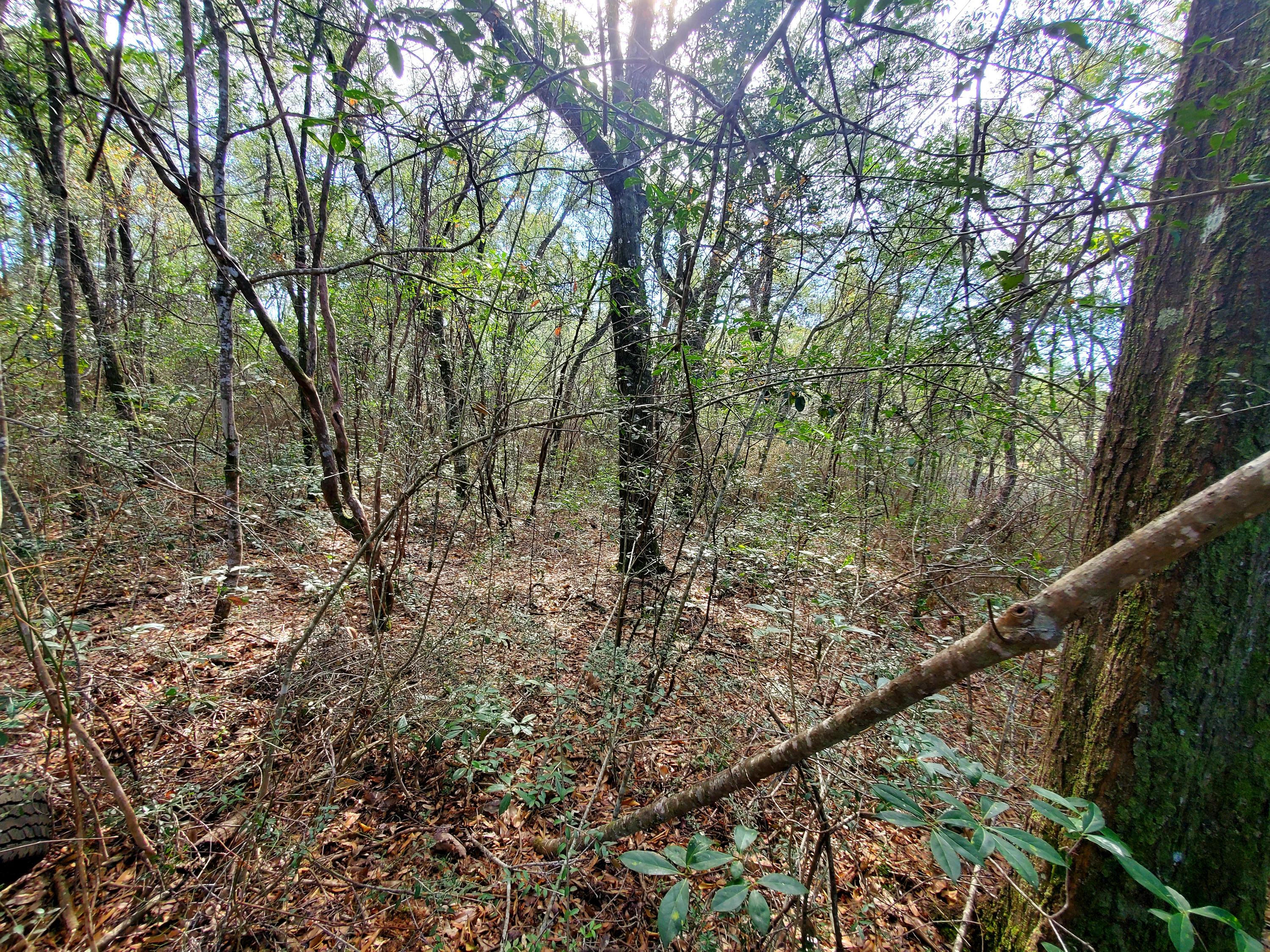 Indian trails - Land