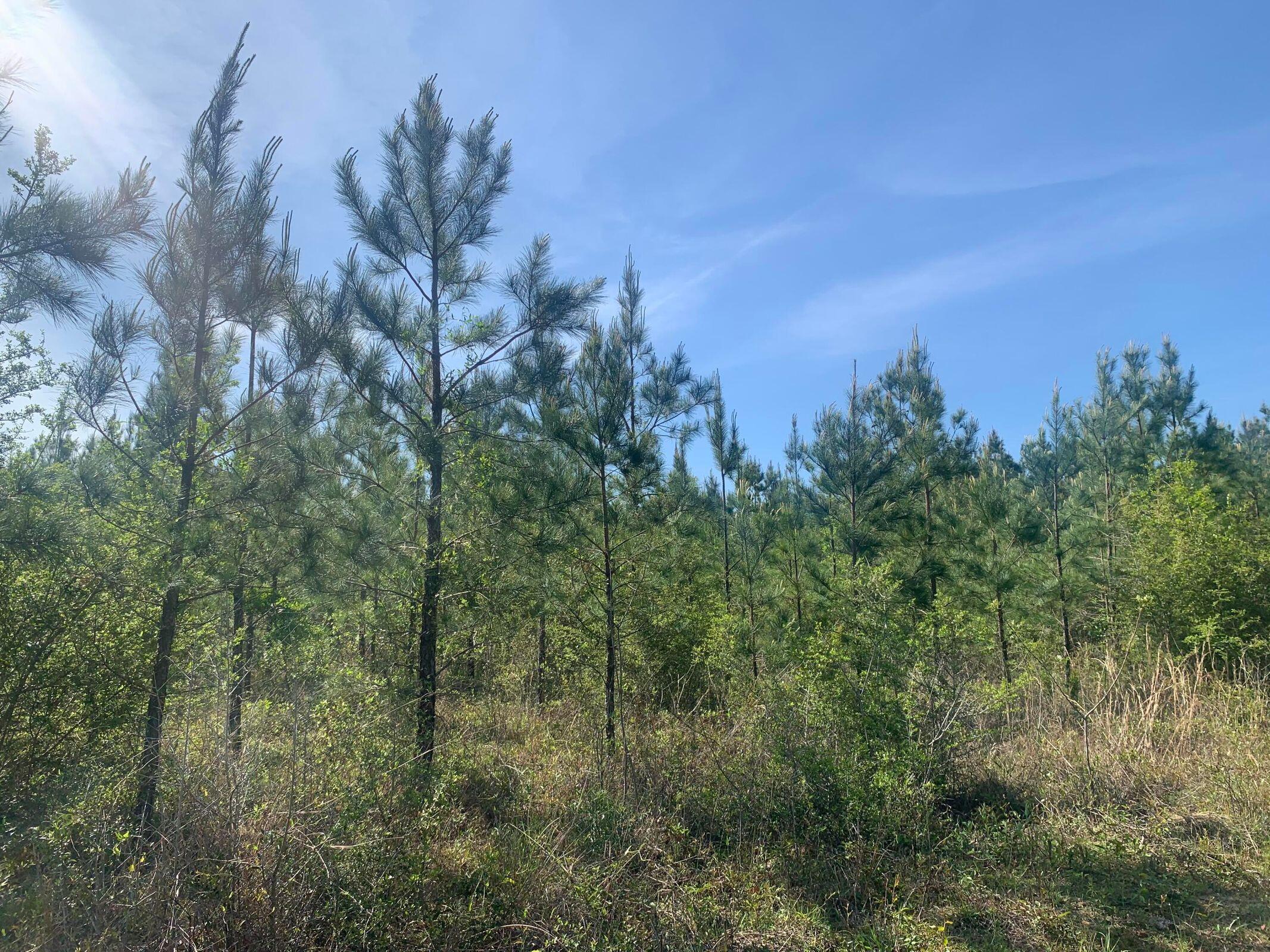 21+/- Acres of Beautiful Prime land! Bring your hunting gear! Zoned agricultural with no HOA or restrictions.