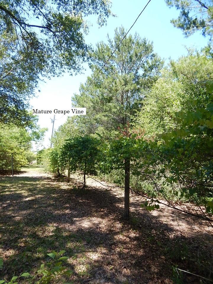 METES & BOUNDS - Farm