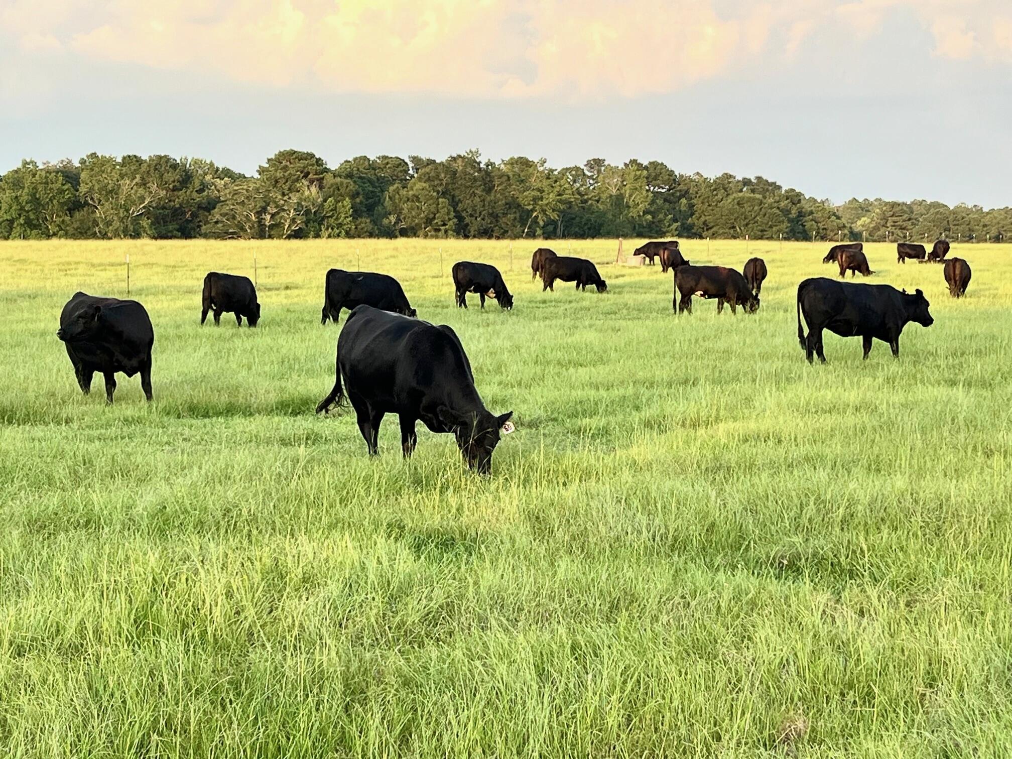 Courson Farm - Farm