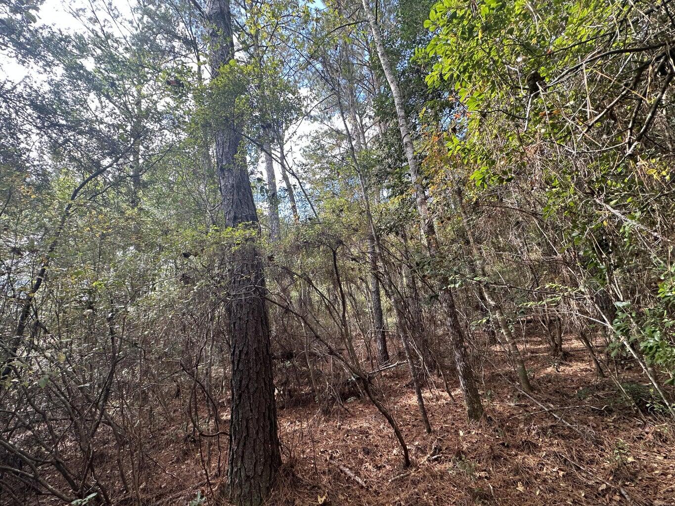 40 AC Lacey Lane