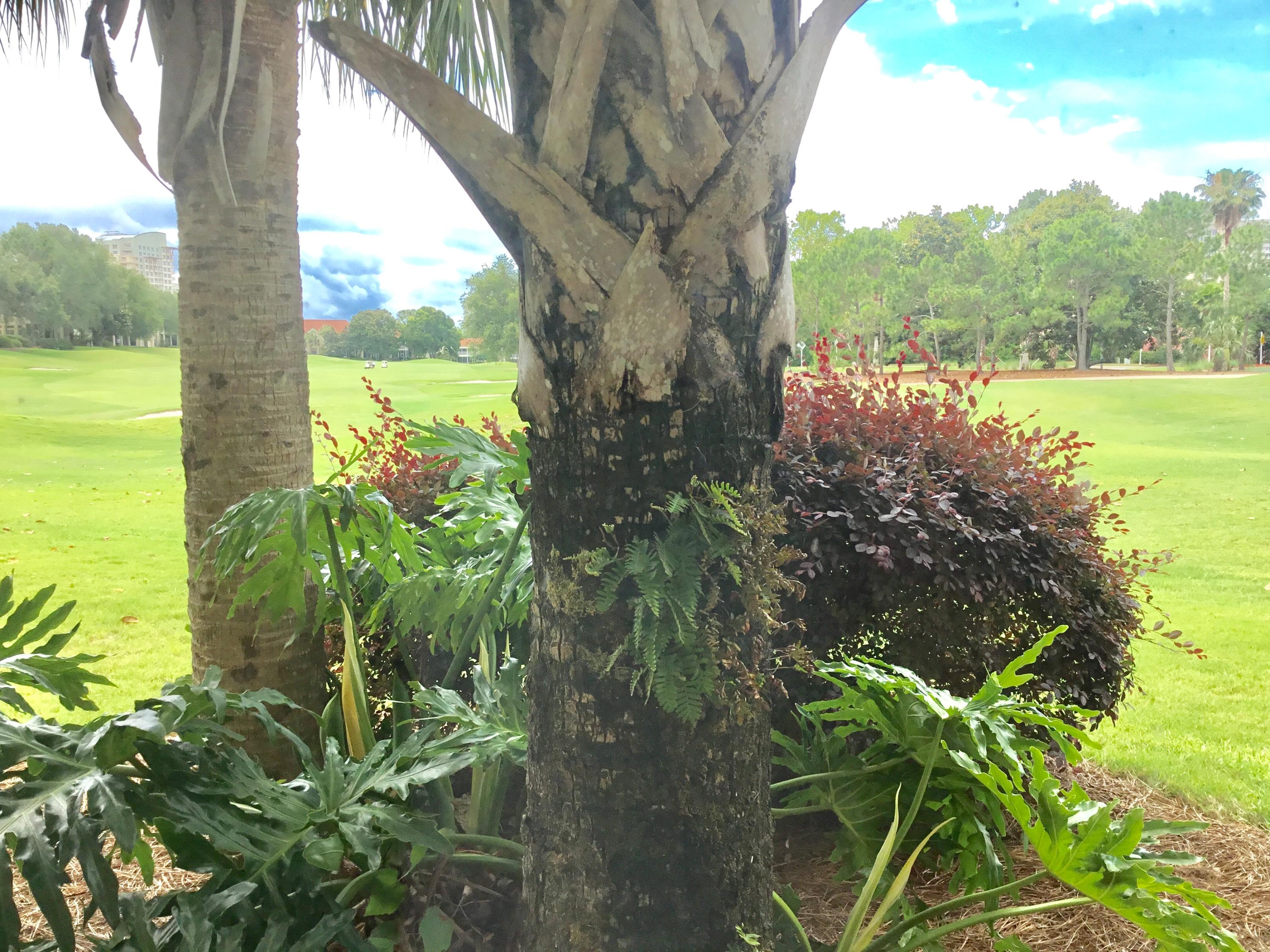 PINE RIDGE - Residential