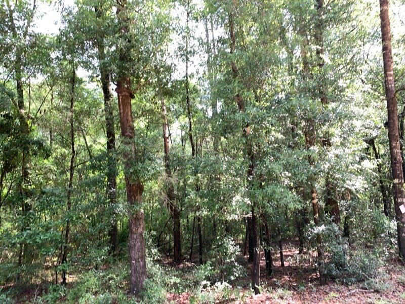 Blue Creek S/D - Land