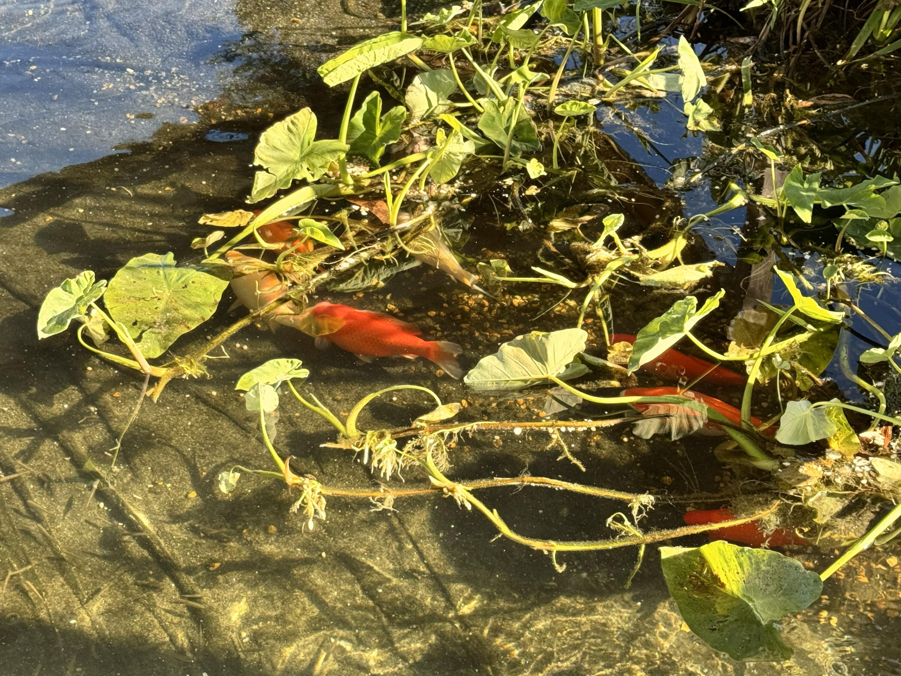 Florala - Residential