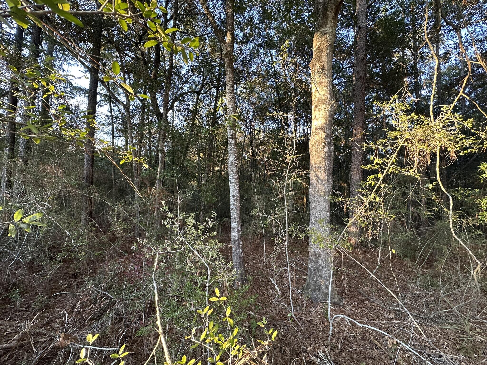 EAST CHESTNUT ADD - Land