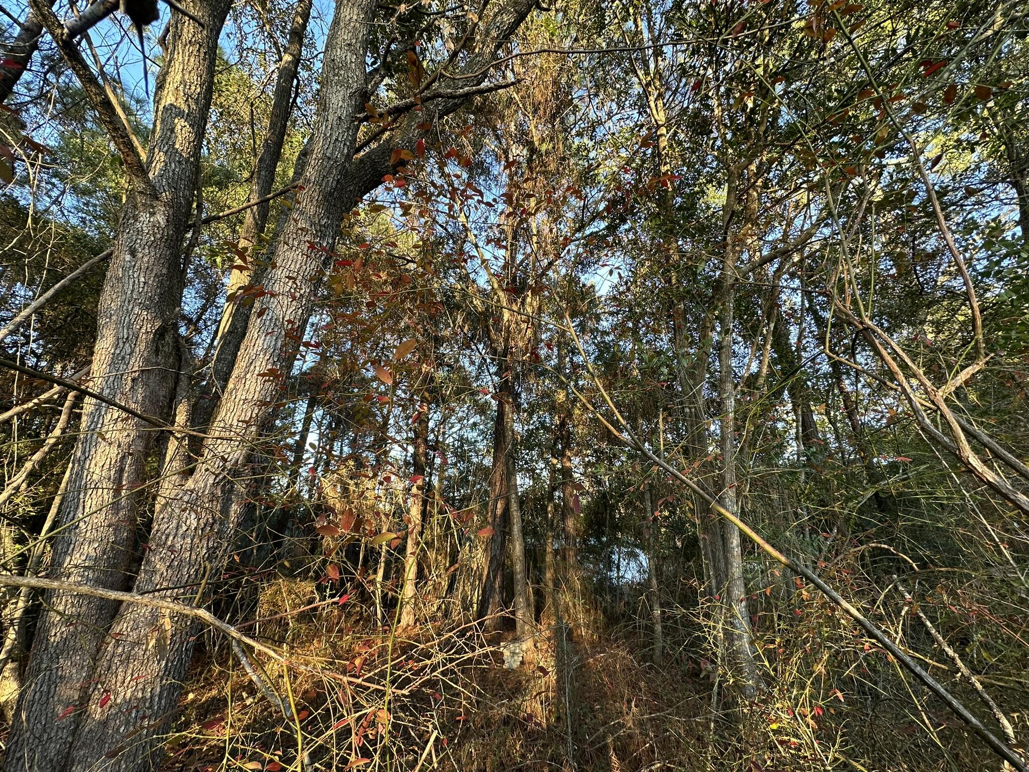 EAST CHESTNUT ADD - Land