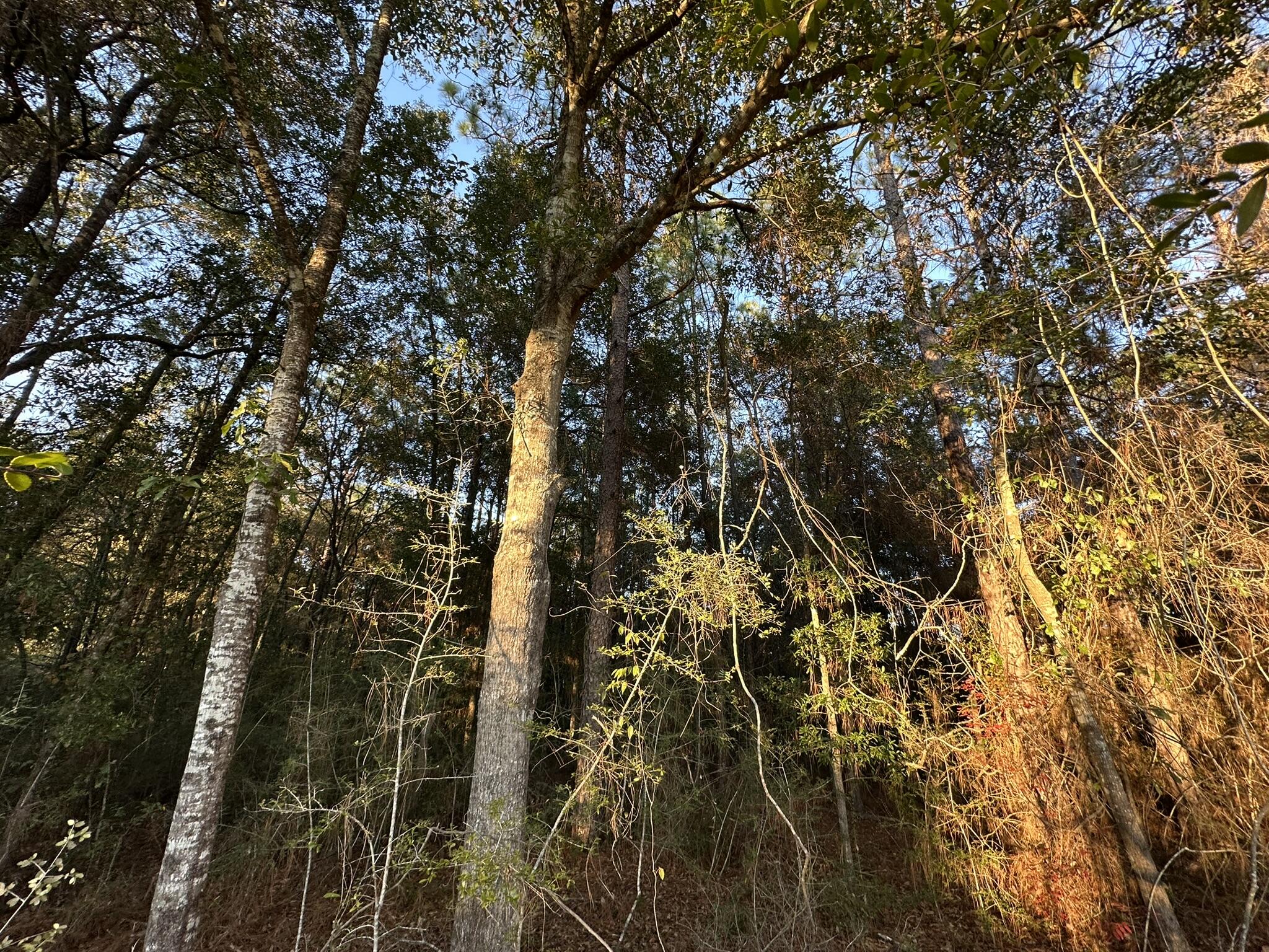 EAST CHESTNUT ADD - Land