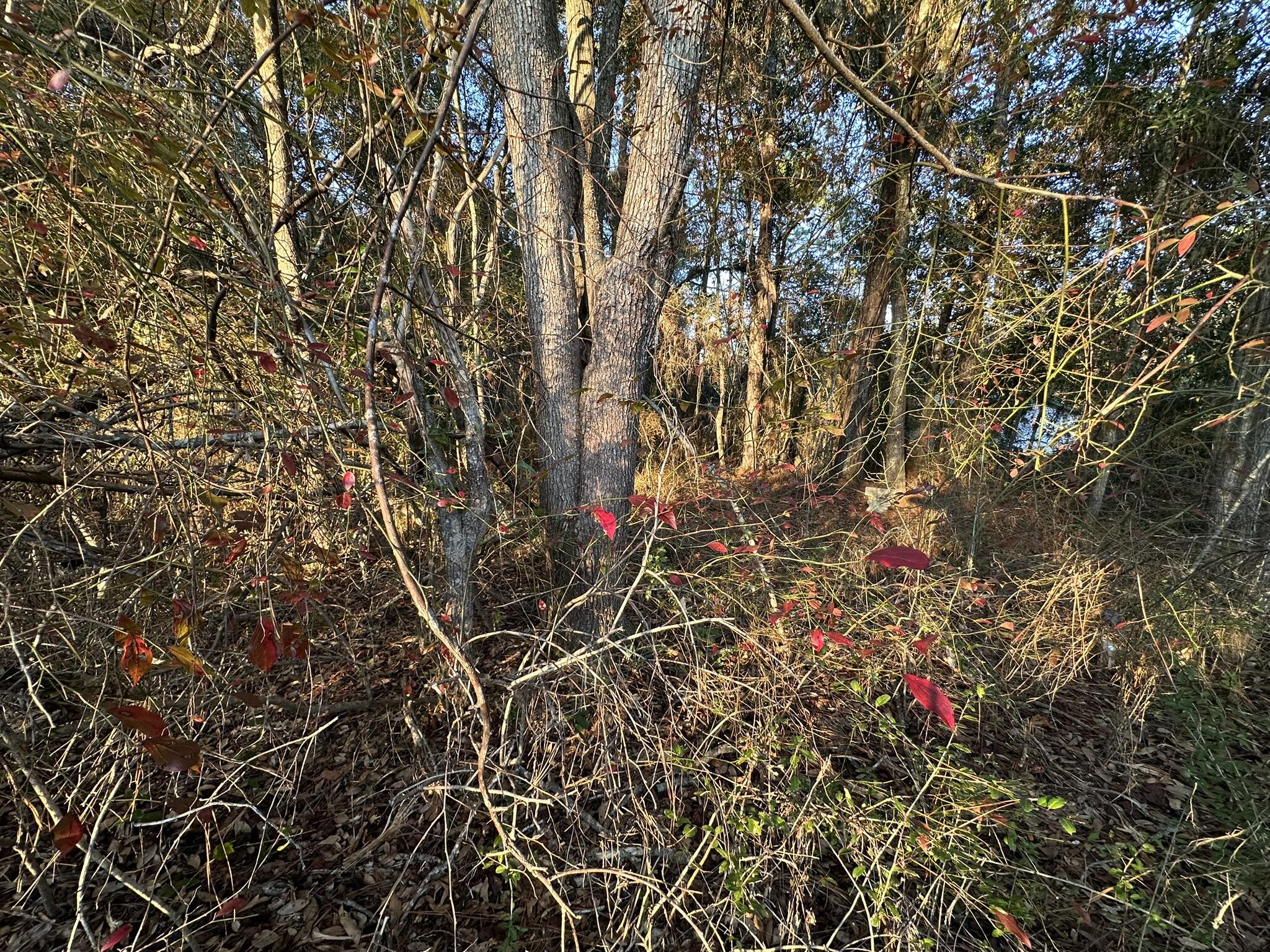 EAST CHESTNUT ADD - Land