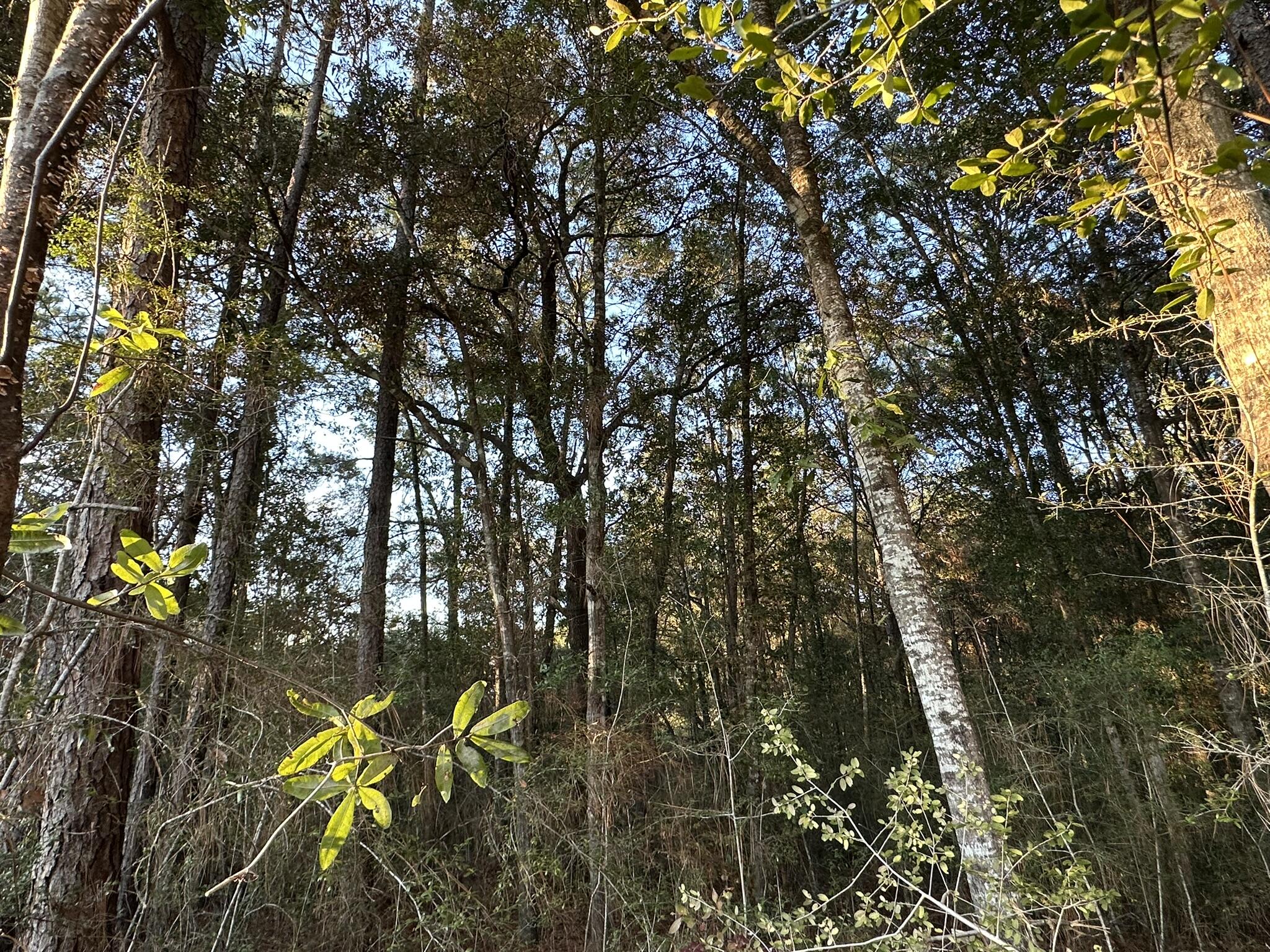 EAST CHESTNUT ADD - Land