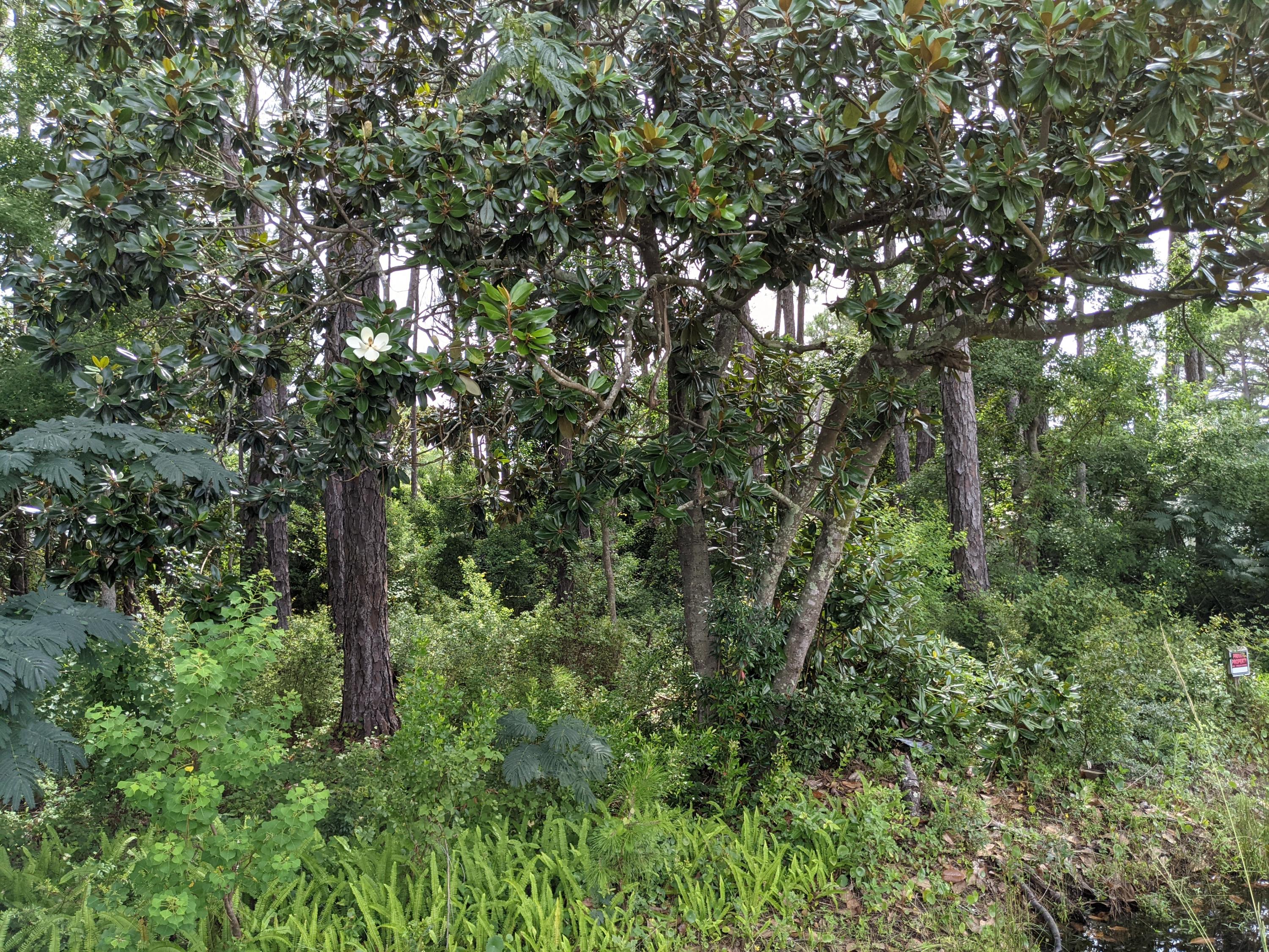 BACK ON THE MARKET AGAIN AT NO FAULT TO SELLER!!! This beautiful lot with potential for Bay views makes it a perfect homesite for full time residents or second homeowners. Perfectly located near the shores of the Choctawhatchee Bay, the quiet street offers tranquility while still being close to shopping, golf courses, restaurants, and everything Sandestin and Destin have to offer. Golf cart to the beach or the Seascape Town Centre! High and dry lot located in an X flood zone.There are no HOA fees and the only the water tap fees are due. Buyer to perform their own due diligence.Survey is available.