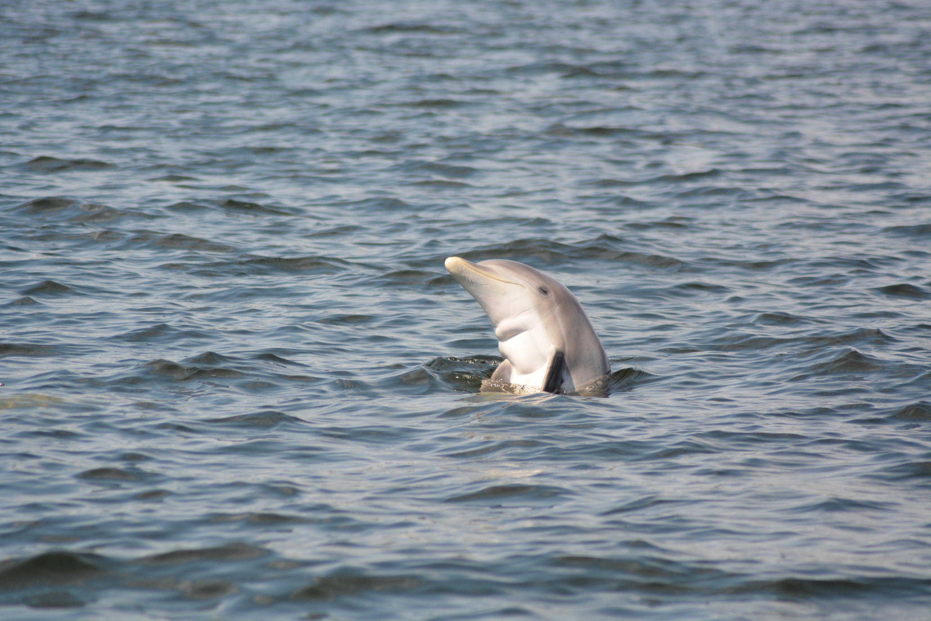 PARADISE POINT T/H - Residential