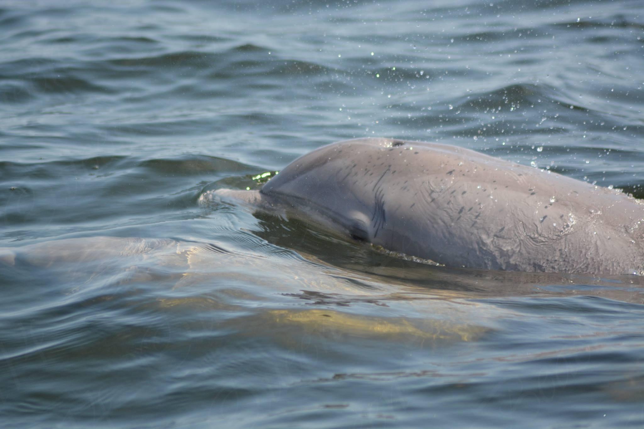 PARADISE POINT T/H - Residential