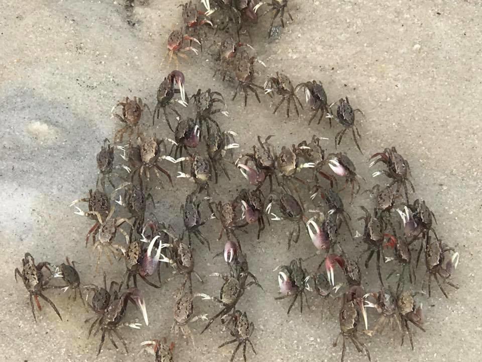 PARADISE POINT T/H - Residential