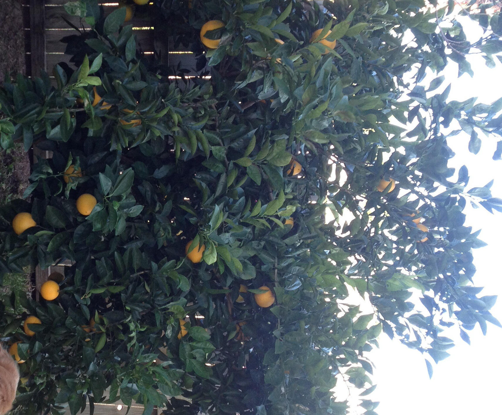 LEGION PARK LANDING - Residential Lease