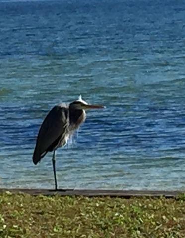 GARNIERS BEACH - Residential