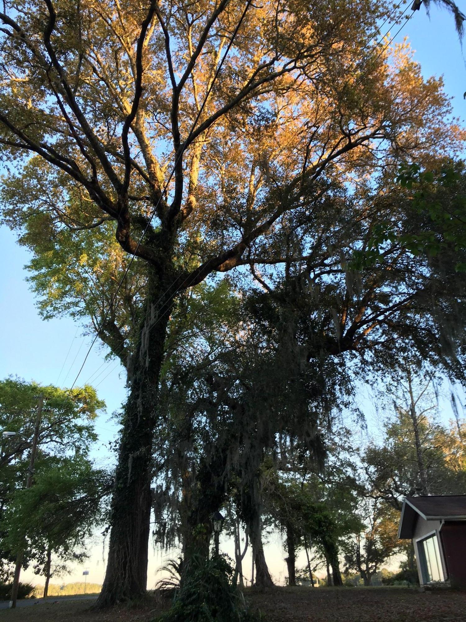 BAYSHORE DRIVE - Residential