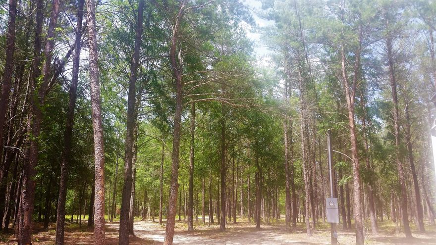 This is a private and secluded beautiful 10 acre tract that has been partially cleared just enough to build a house or place a manufactured home. Seller in the process of having Gulf Power electricity run to the property. It does have a small barn and lien-to on the side of it. You will need a well and septic and you will be good to go. It has a legal access just north of Jones Road. Seller has temporary permission to go in and out Jones Road, but that was only allowed for him. New Buyer can use the legal access road unless an agreement is made with Mr. Jones.