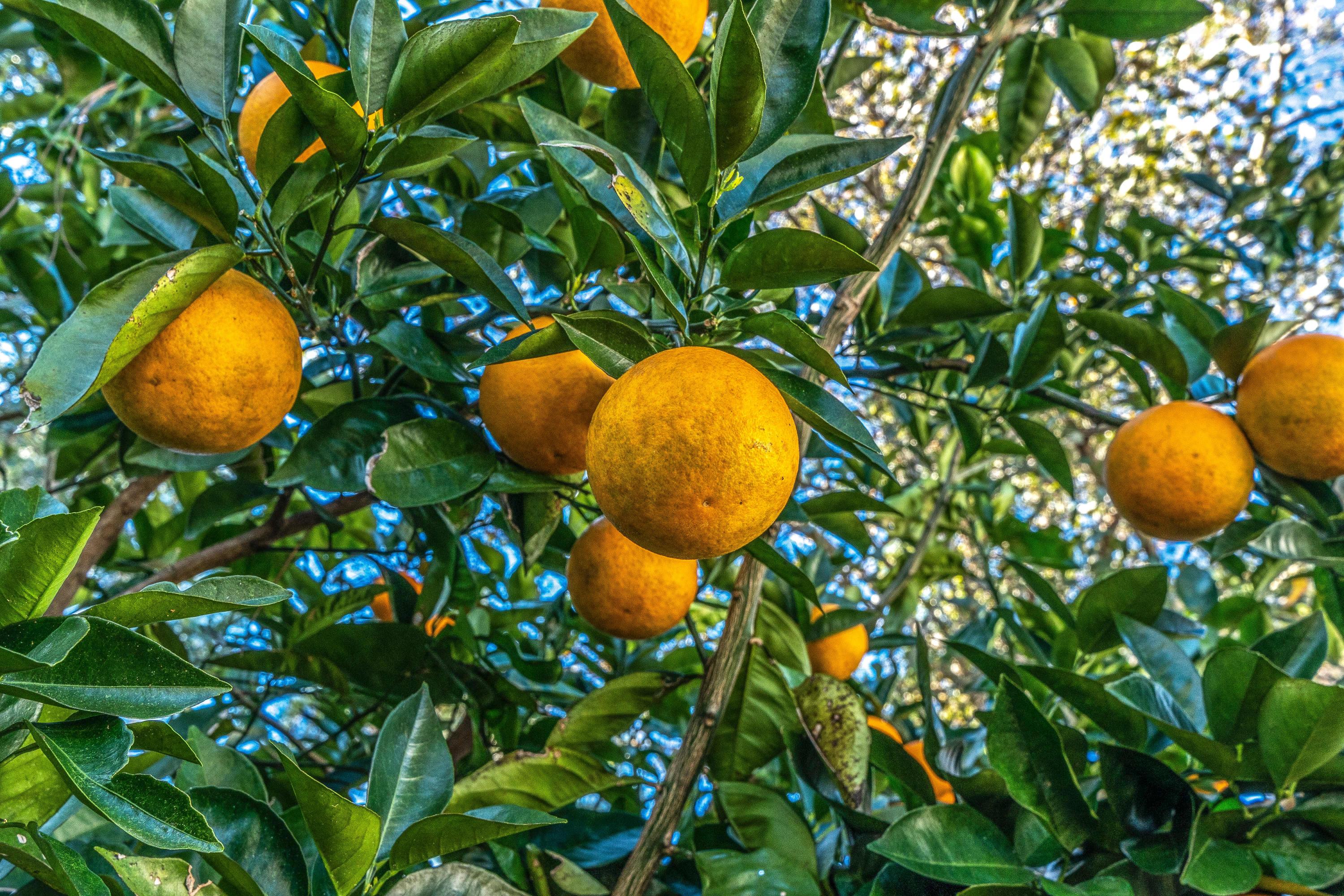 HUNTER WOODS - Residential