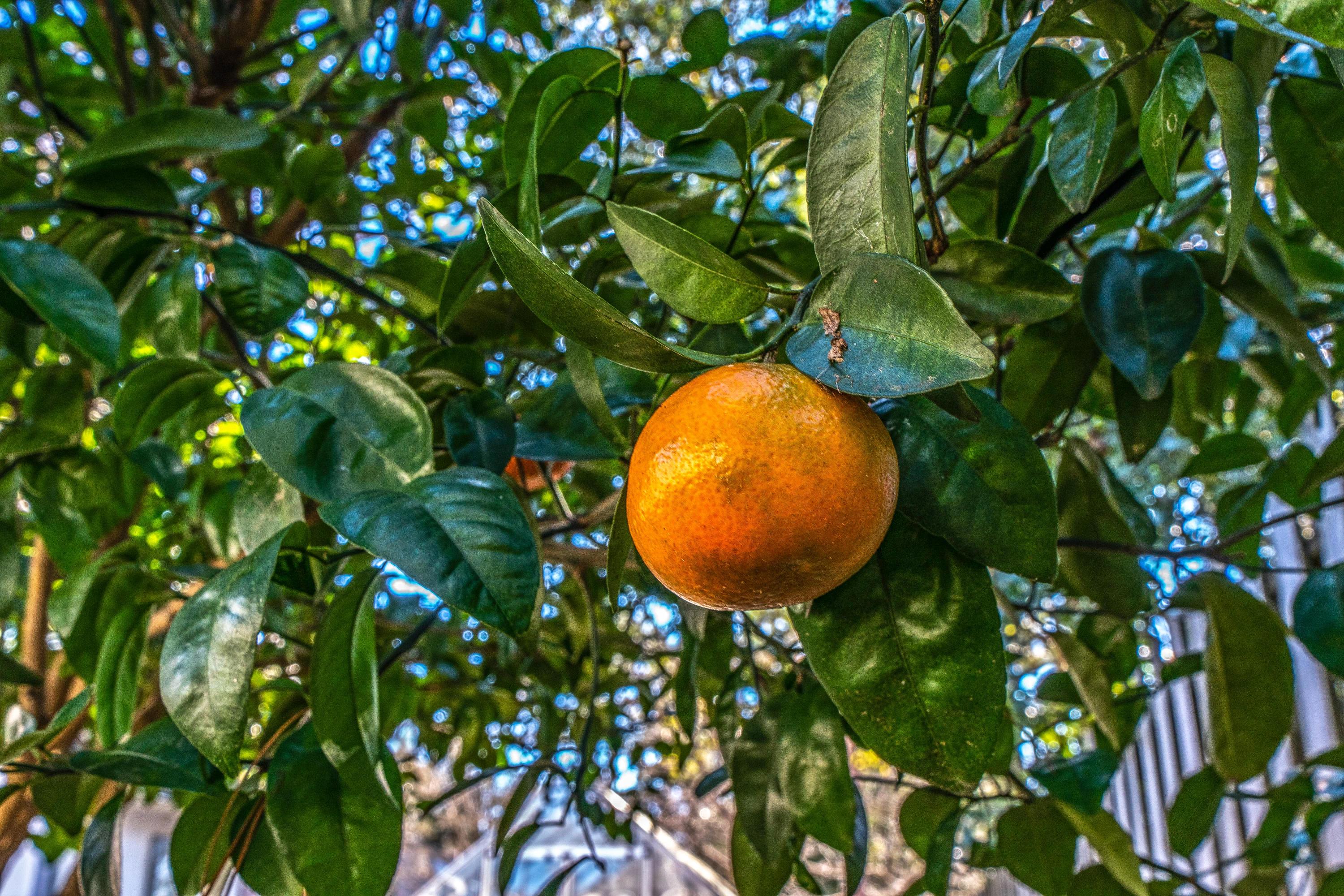 HUNTER WOODS - Residential